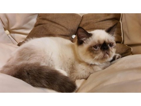 Safkan exotic shorthair blue point dişi l