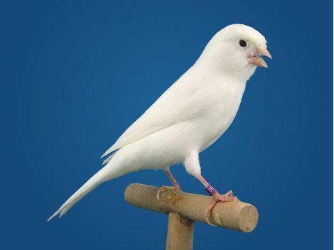 Kanarya erkek konuşan kuşlarımız gönderim sağlanır