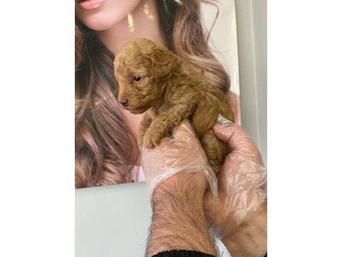 Toy poodle yavrularımız