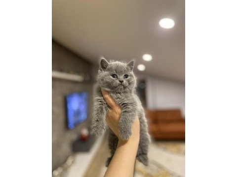 Brıtısh shorthair blue yavrularım 