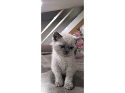 Özenle british shorthair yavruları
