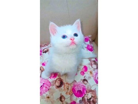 Gözleri ayrı güzel bakışları ayrı güzel kedimiz