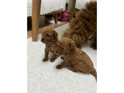 Anne babadan garantili 1,5 aylık toy poodle