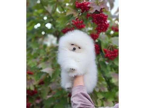5 aylık yavru pomeranian boo white