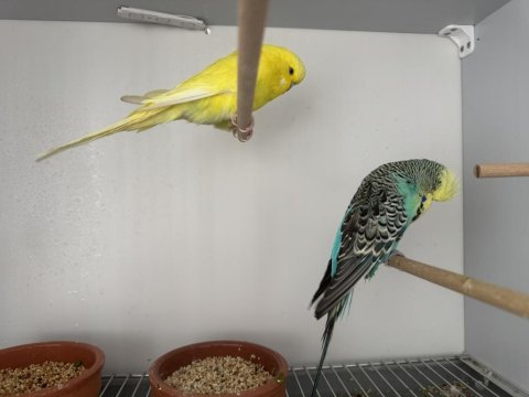 Şov jumbo çift muhabbet kuşu