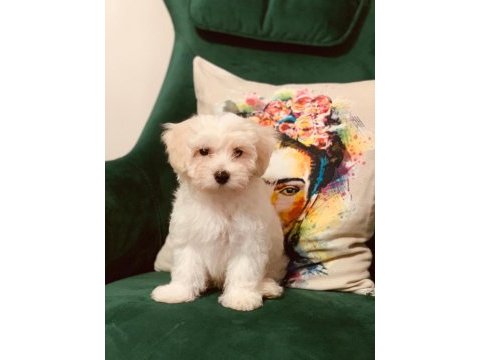 1 yaşındaki terrier tuvalet eğitimli erkek köpeğim