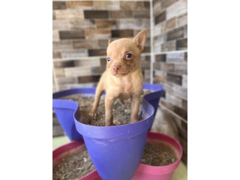 50 günlük minik dişi chihuahua yavrum yeni ailesini arıyor