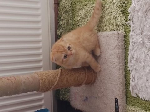Yavru scottish fold kediler