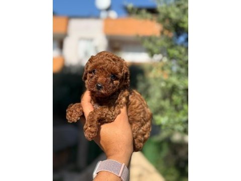 Büyümeyen korsa poodle bebeklerimiz