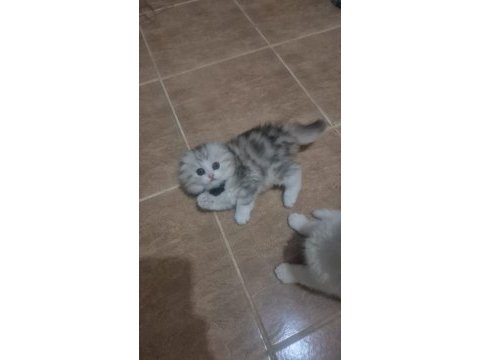 Top kafa safkan eğitimli scottish fold dişi erkek