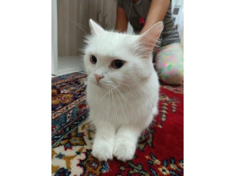 British longhair 1.5 yaş dişi