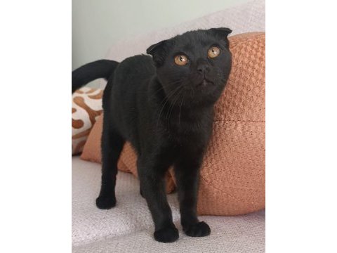 Dişi 5 aylık scottish fold