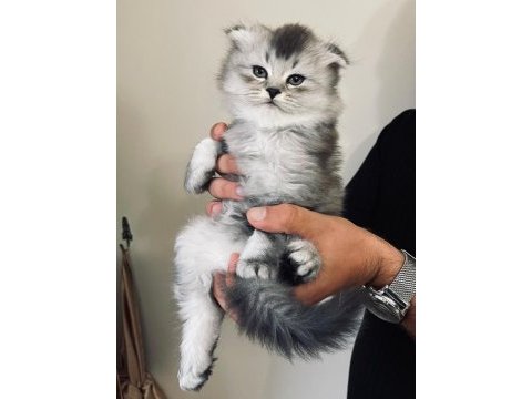 2 aylık british longhair silver