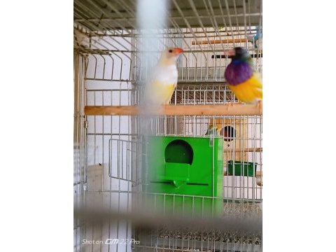 Sahibinden farklı renklerden ve cinslerden finch kuşları