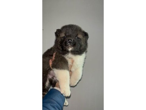 Muhteşem erkek akita bebek