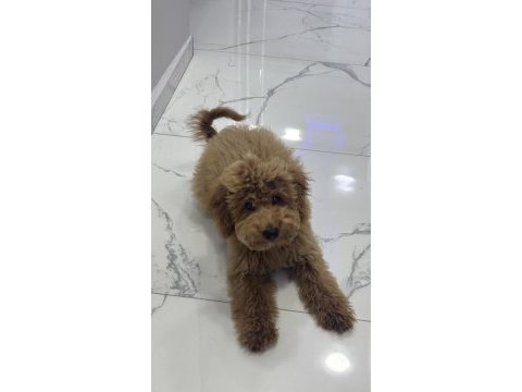 Yavru toy poodle