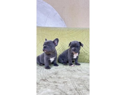 Blue renkli maviş gözlü tuvalet eğitimli french bulldoglar