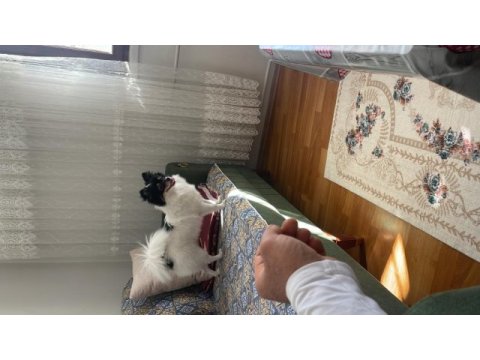 1 yaşında pomeranian kızımız