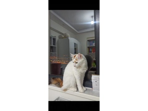 2 yaşında tekir ev kedisi