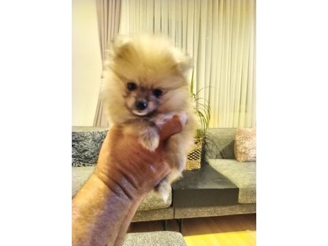 Mayıs isimli pomeranian yavrumuz