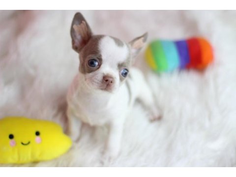 Egzotic lilac white chihuahua