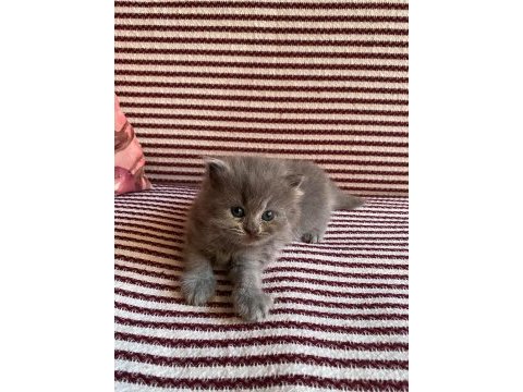 İster dişi ister erkek kedimiz antalya adrese teslim