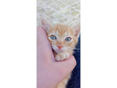 2 aylık kardeşlere yuva tekirlere