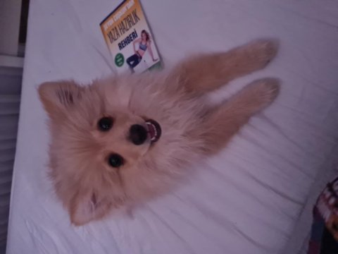 4 aylık pomeranian spitz
