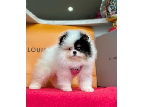 Safkan pomeranian boo bebekler