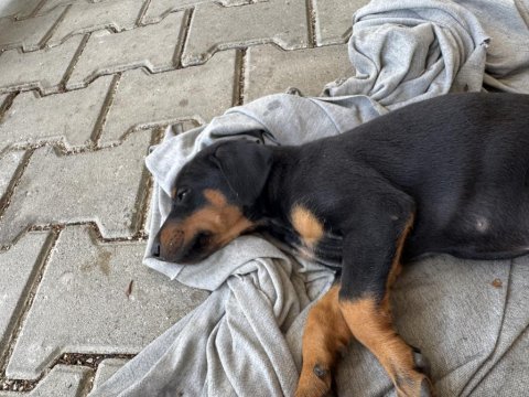 25 nisan doğumlu doberman yavruları