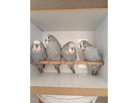 Show jumbo muhabbet kuşu yavrular