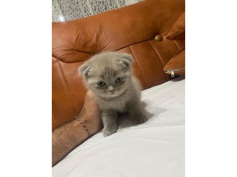 Scottish fold kedimiz yeni ailesine gitmeye hazır