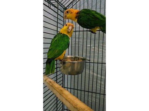 Egitimlik portakal kafa caique