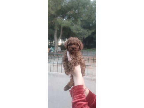 Kore kan toy poodle yavruları