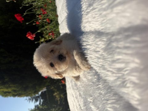 Kaliteli maltipoo yavrularımız 0 boy