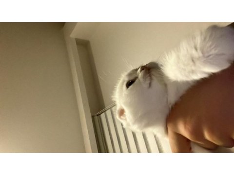 3 aylık mavi gözlü beyaz scottish fold yavrumuz