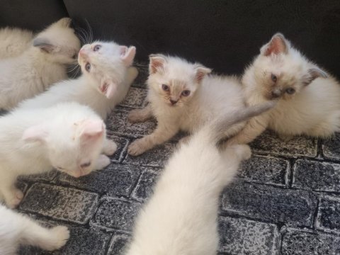 Tatlı siyam scottish fold iran yav. ailelerini arıyor