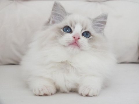 Full şecereli ragdoll yavruları