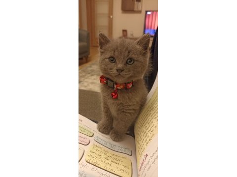 Cüzi sahiplendirilecektir british shorthair