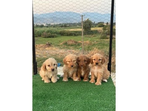Renk güzeli maltipoo yavrular