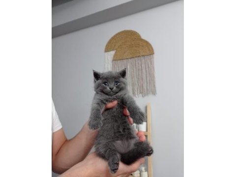 Pofuduk british shorthair bebekler