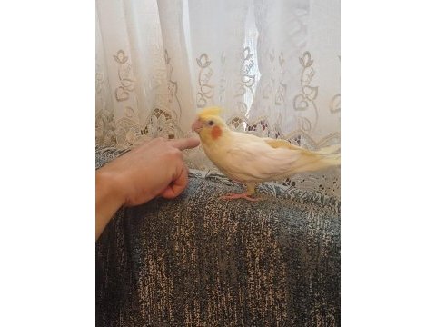 Konuşan sultan papağanlar podyumda