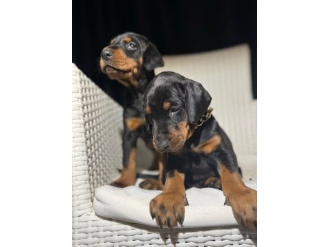 Estetikli king doberman yavrular
