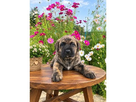 Özel brindle renk erkek yavru cane corso