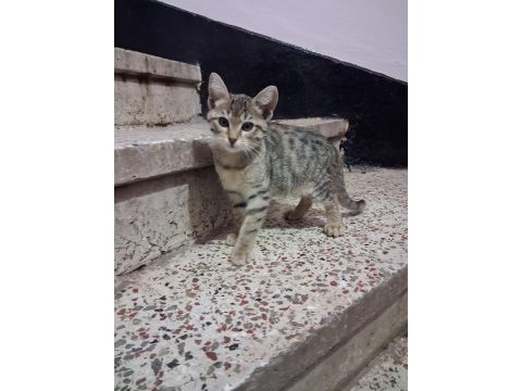 Eskisehir acil 3 aylık calico yavrular
