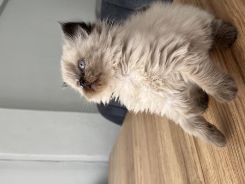 British longhair chocolate point dişi yavru