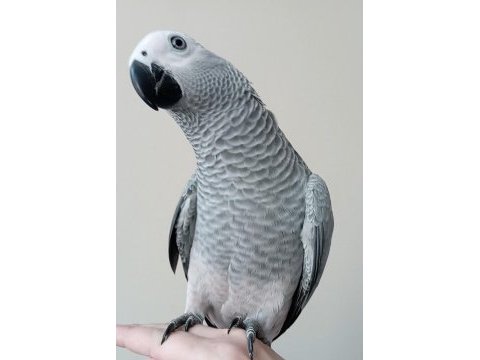 7 aylık evcil jako papağanı