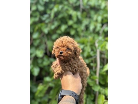 Exotıc pet club toy poodle yavruları