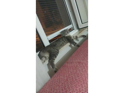 Acil sahiplendirilecektir