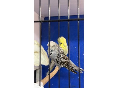 Yumurta yavru garantili show jumbo takım muhabbet kuşu